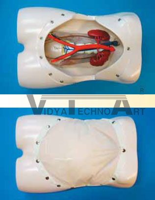 ALSTS Anterior lumbar spine trainings system